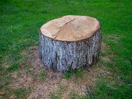 Tree and Shrub Care in Fort Calhoun, NE