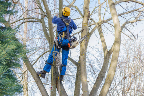 Trusted Fort Calhoun, NE Tree Services Experts
