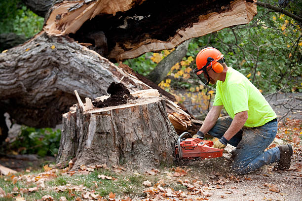 How Our Tree Care Process Works  in  Fort Calhoun, NE